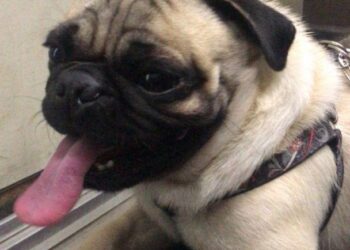 Cãozinho da raça pug é roubado por bandido armado em Goiânia; veja o vídeo