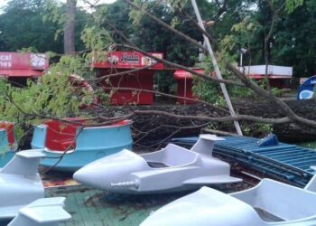 Chuva e ventania derrubam árvore que estraga roda gigante no Mutirama, em Goiânia