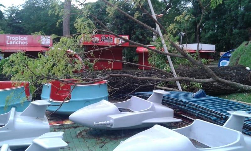 Chuva e ventania derrubam árvore que estraga roda gigante no Mutirama, em Goiânia