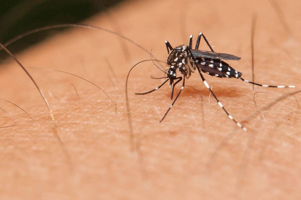 Governo inicia campanha de combate a dengue em Goiás