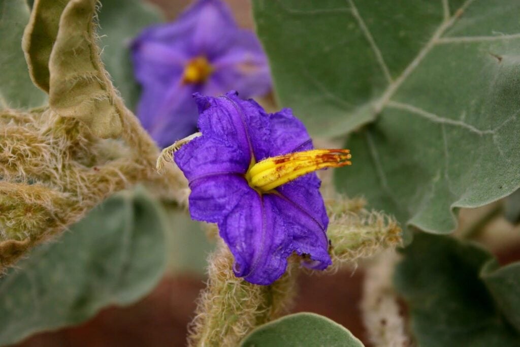 Flores Do Cerrado Conheça 12 Das Mais Belas E Exóticas Espécies Dia Online 7475