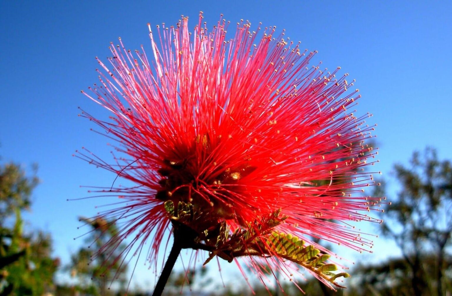 Flores Do Cerrado Conheça 12 Das Mais Belas E Exóticas Espécies Dia Online 3014