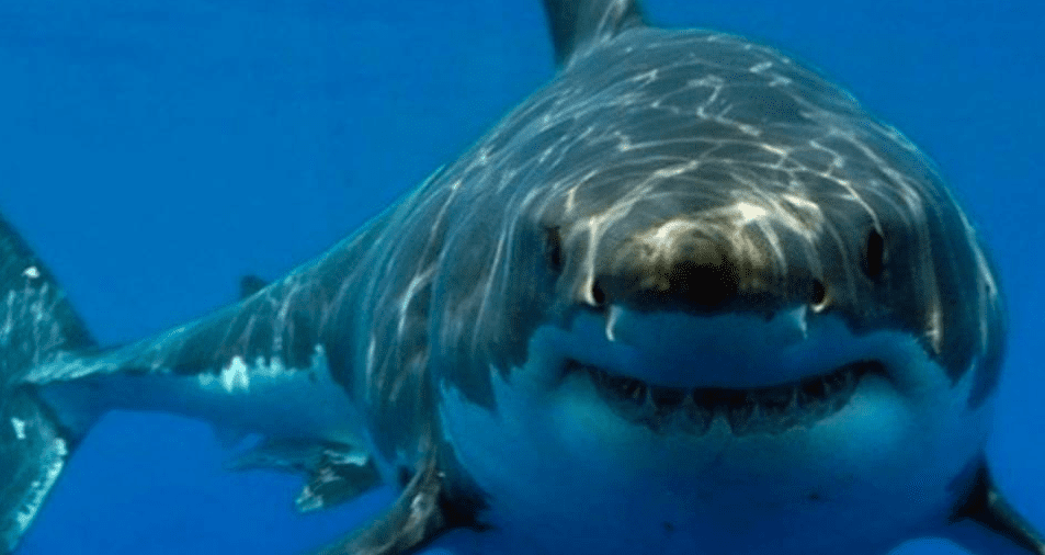 Homem morre após ser atacado por tubarão na Austrália