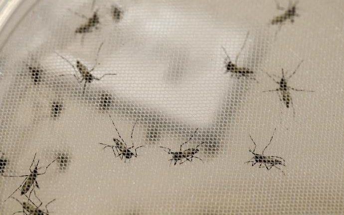 Mais de 15 bairros de Goiânia apontam alto índice de infestação de dengue