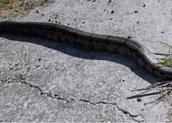 Pedestres se deparam com jiboia no meio da rua, em Anápolis; cobras no município são frequentes