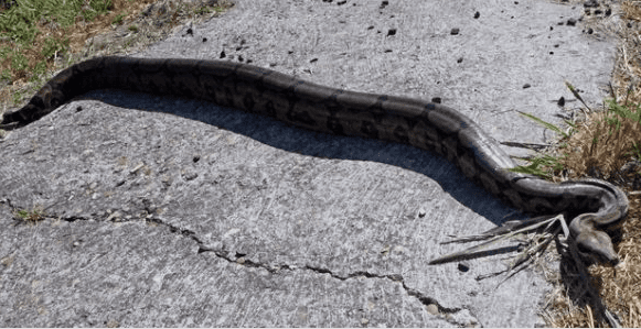 Pedestres se deparam com jiboia no meio da rua, em Anápolis; cobras no município são frequentes