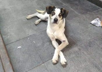 O triste fim da cadela envenenada e espancada por segurança do Carrefour