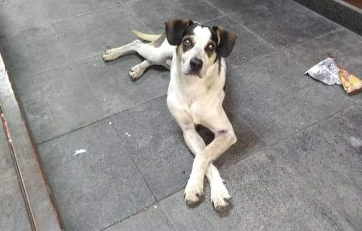 O triste fim da cadela envenenada e espancada por segurança do Carrefour