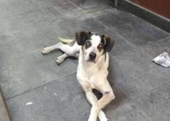 Personalidades pedem justiça após cão ser morto por segurança no Carrefour