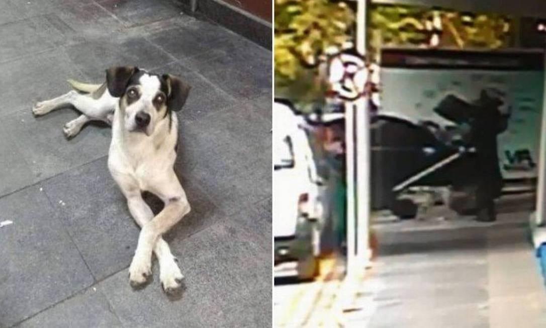 Segurança do Carrefour confirma agressão a cachorro e diz estar arrependido em depoimento