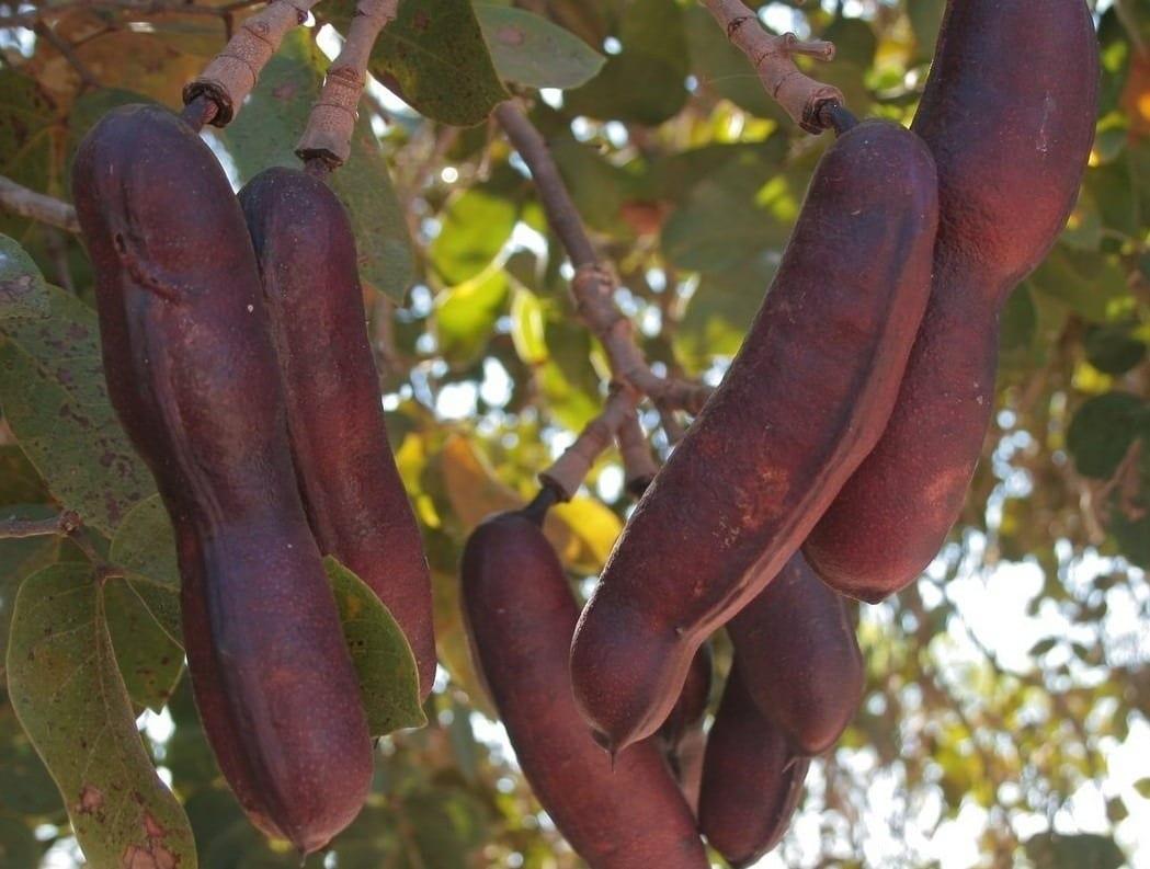 Saiba qual é a fruta típica do Cerrado que diminui risco de câncer e  fortalece economia de povos tradicionais, Mato Grosso do Sul