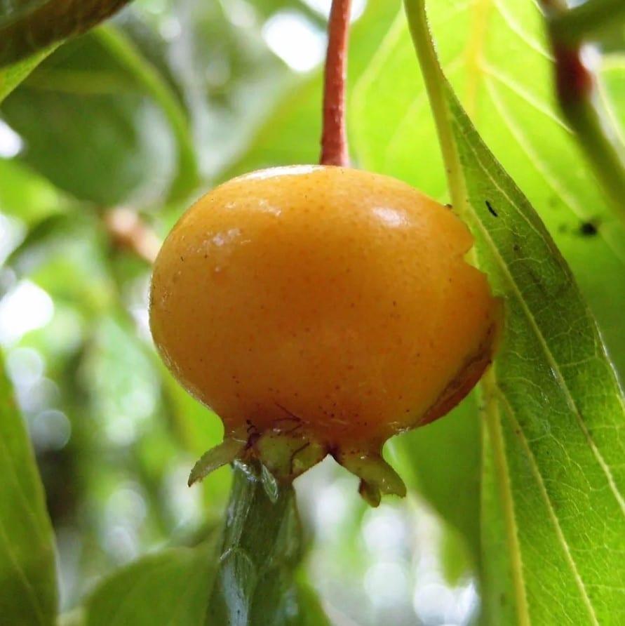 frutas do cerrado