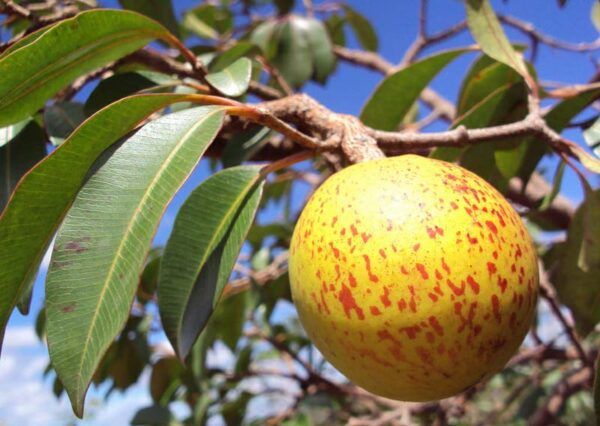 Frutas Do Cerrado 13 Delícias Que Você Precisa Experimentar Dia Online 2567