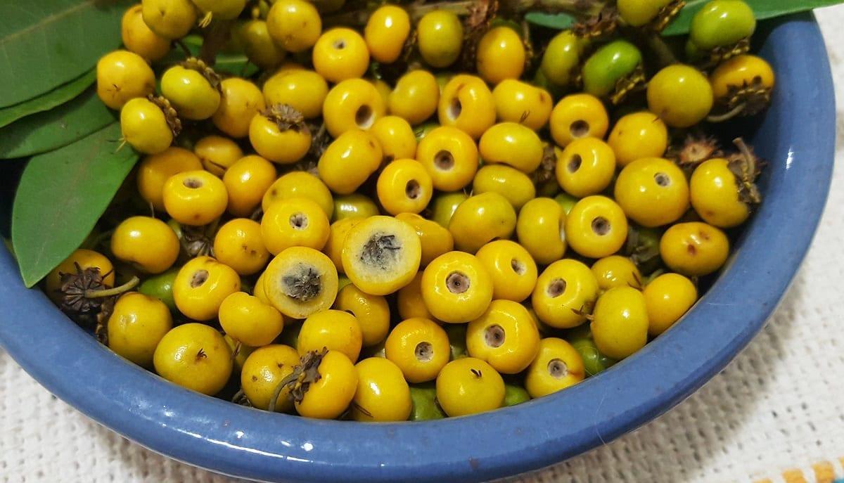 Saiba qual é a fruta típica do Cerrado que diminui risco de câncer e  fortalece economia de povos tradicionais, Mato Grosso do Sul