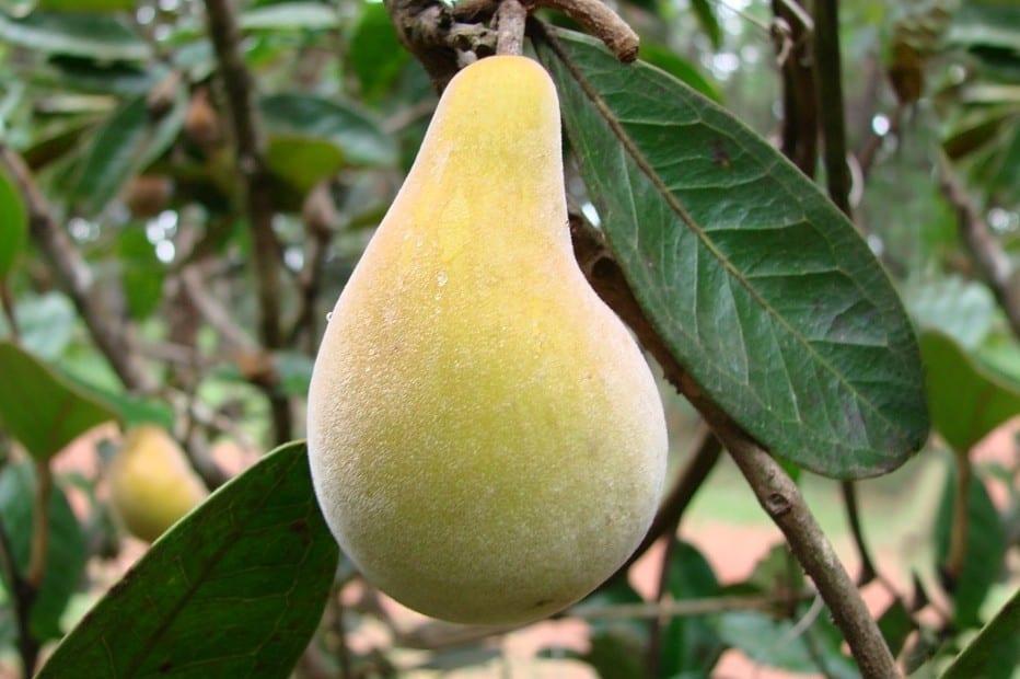 Saiba qual é a fruta típica do Cerrado que diminui risco de câncer e  fortalece economia de povos tradicionais, Mato Grosso do Sul