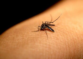 Segunda morte por dengue grave é confirmada em São Joaquim da Barra