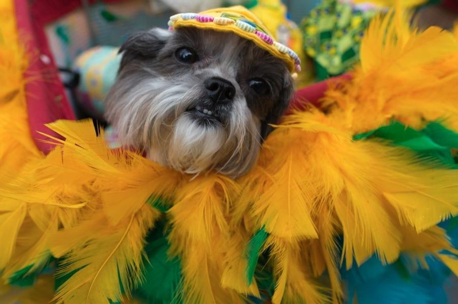 Baile de carnaval para cães acontece no Pet Place