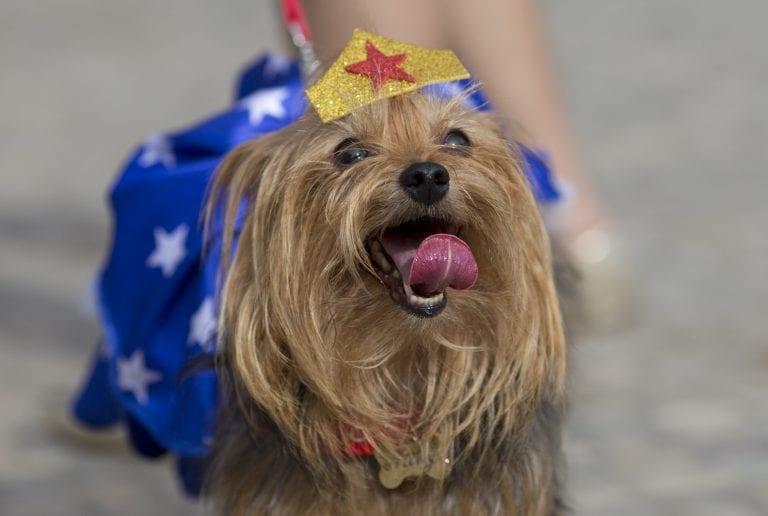 Baile de carnaval para cães acontece no Pet Place