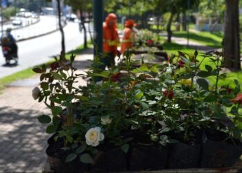 Furto de 300 roseiras no Lago das rosas é o quarto caso em Goiânia