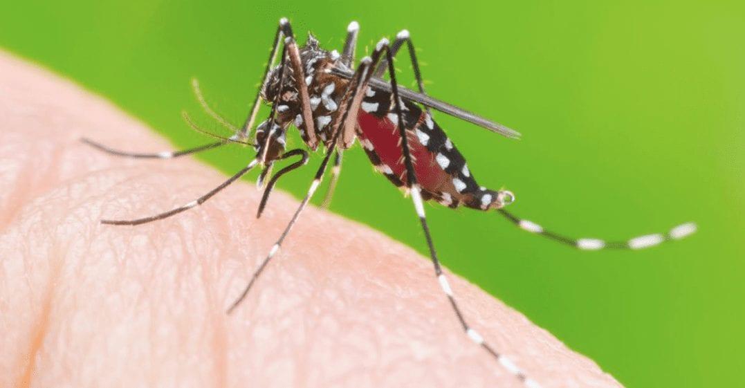 Goiás registra 15 mil casos de dengue, mas número é menor em comparação com o ano passado