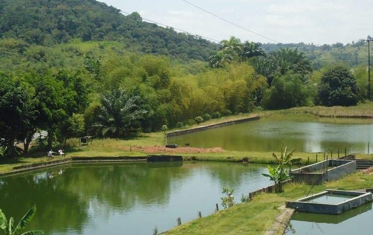 Pesque pague em Brasília: conheça os 7 melhores da região