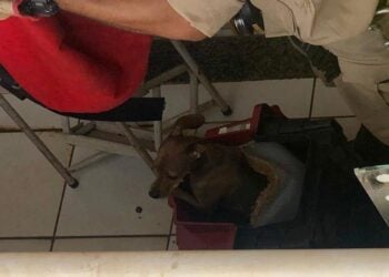 Bombeiros resgatam cachorro preso há três dias em sacada de prédio, em Aparecida de Goiânia 