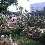 Chuvas e fortes ventos derrubam árvores e destelham lojas, em Goiânia
