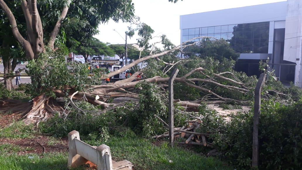 Chuvas e fortes ventos derrubam árvores e destelham lojas, em Goiânia