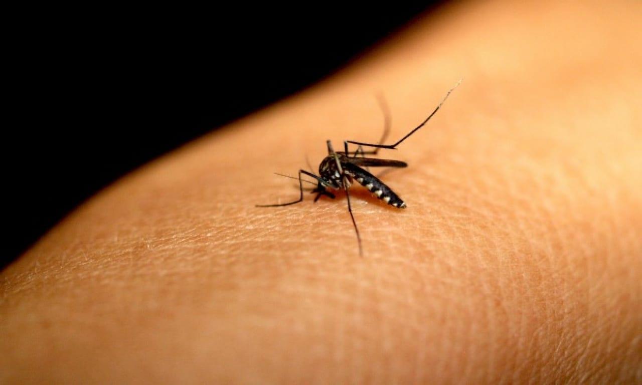 Goiânia registra mais de seis mil casos de dengue; quatro mortes são confirmadas
