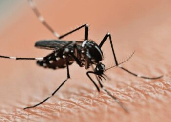 Infestação do mosquito da dengue cai, mas sinal de alerta continua ligado em Goiás