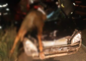 Passageira morre após veículo atropelar cavalo na BR-153, em Rialma