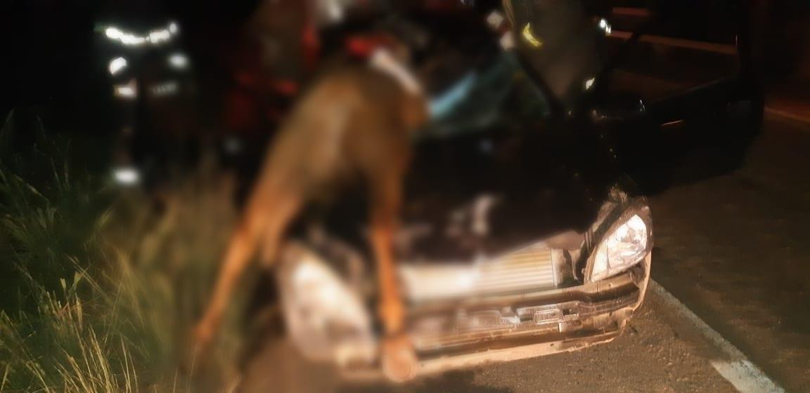 Passageira morre após veículo atropelar cavalo na BR-153, em Rialma