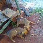 Policiais resgatam cadela e filhotes vítimas de maus-tratos, em Morrinhos