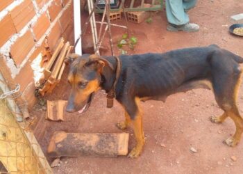 Policiais resgatam cadela e filhotes vítimas de maus-tratos, em Morrinhos