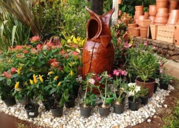 Plantas em Goiânia: melhores opções para montar seu jardim