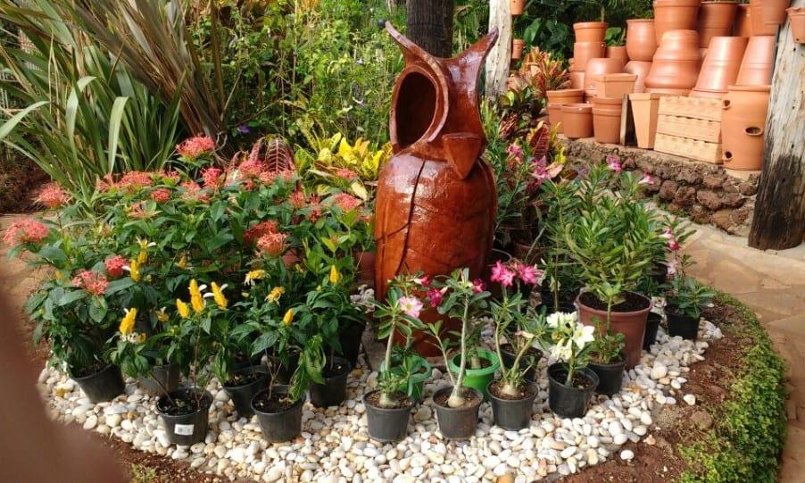 Plantas em Goiânia: melhores opções para montar seu jardim