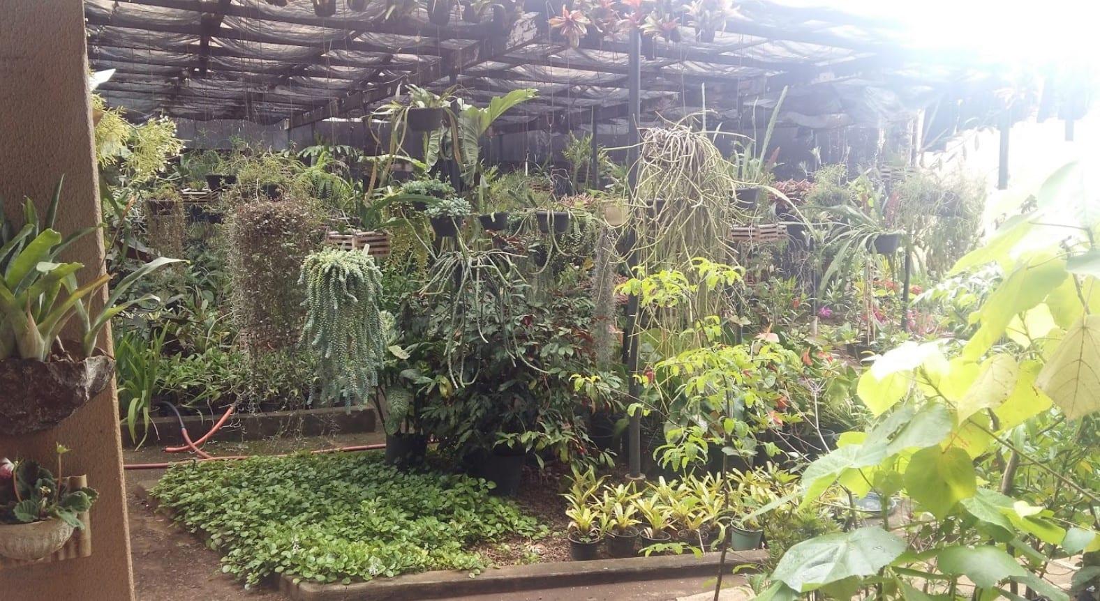 Plantas em Goiânia: melhores opções para montar seu jardim / viveiro