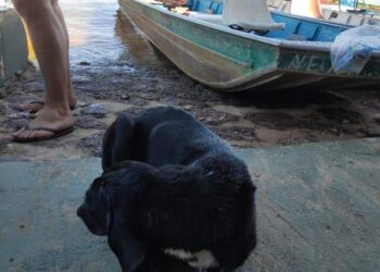 Cãozinho que estava à deriva no rio Araguaia é resgatado