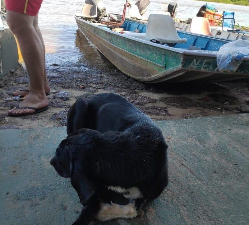 Cãozinho que estava à deriva no rio Araguaia é resgatado