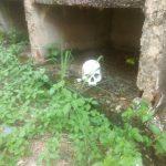 Esqueletos expostos e matagal: a situação de abandono do Cemitério Parque, em Goiânia