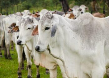 Quadrilha de ladrões de gado de Goiatuba são presos