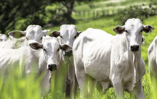 Agricultura: suspensão de venda de carne bovina para a China é temporária