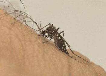 Dengue matou 21 pessoas em Goiás este ano