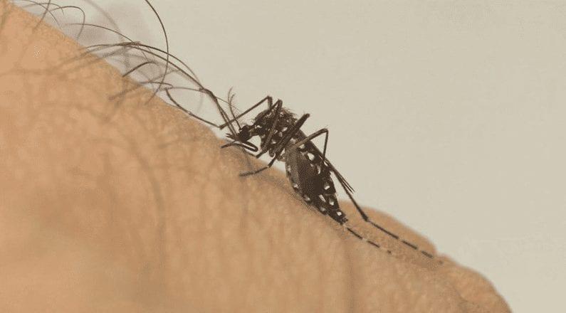 Dengue matou 21 pessoas em Goiás este ano