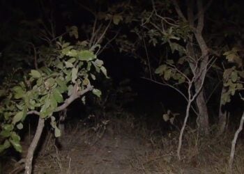 Menino de 3 anos é encontrado sozinho de madrugada em matagal, em Goiânia