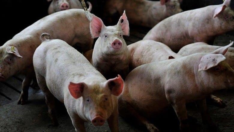 Peste suína/Ásia: FAO eleva para 3,7 mi o número de animais eliminados por doença