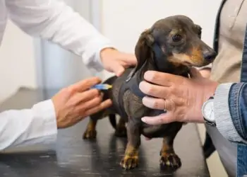 Prefeitura autoriza início das obras do Hospital Público Veterinário de Goiânia