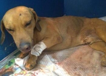 Eletricista de Catalão pede ajuda para cirurgia de cachorrinho enterrado vivo
