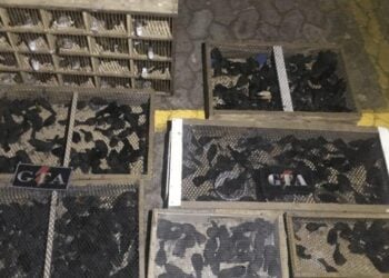 Homem é flagrado com 400 aves silvestres amontoadas em porta-malas, em Ceilândia