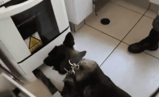Homem é preso após cão da polícia farejar maconha escondida em fogão, em Goiânia